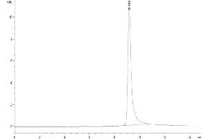 The purity of Monkeypox virus L1R is greater than 95 % as determined by SEC-HPLC. (MPXV L1R (AA 1-152) protein (His tag))