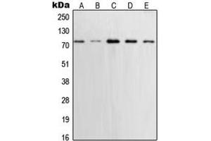Western blot analysis of XRCC1 expression in MCF7 (A), U2OS (B), A431 (C), SHSY5Y (D), Saos2 (E) whole cell lysates. (XRCC1 antibody  (C-Term))