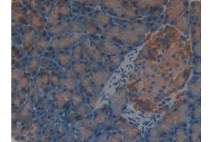 IHC-P analysis of Rat Pancreas Tissue, with DAB staining. (SHBG antibody  (AA 222-358))