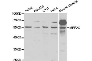 Western blot analysis of extracts of various cell lines, using MEF2C antibody (ABIN5971409) at 1/1000 dilution. (MEF2C antibody)