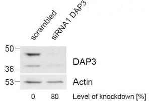 Western blot of HeLa lysate (control in left lane, post si-RNA-mediated DAP3 knock-down expresson in right lane) with DAP3 antibody at 1ug/ml. (DAP3 antibody)