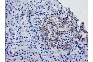 Image no. 1 for anti-Synaptosomal-Associated Protein, 25kDa (SNAP25) antibody (ABIN1501018) (SNAP25 antibody)