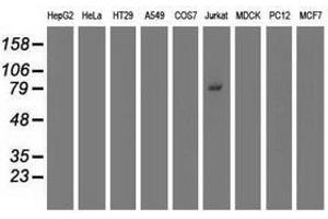 Image no. 2 for anti-Tripartite Motif Containing 2 (TRIM2) (AA 1-100), (AA 1500-1600) antibody (ABIN1490539) (TRIM2 antibody  (AA 1-100, AA 1500-1600))