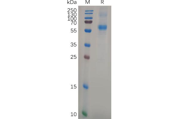 APCDD1 Protein (AA 27-492) (His tag)