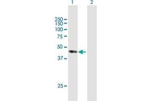 Western Blot analysis of CD34 expression in transfected 293T cell line by CD34 MaxPab polyclonal antibody. (CD34 antibody  (AA 1-373))