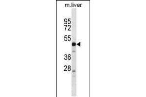 Western blot analysis in mouse liver tissue lysates (35ug/lane). (PRSS16 antibody  (N-Term))