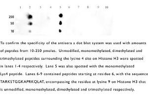 Western Blotting (WB) image for anti-Histone 3 (H3) (H3K4me) antibody (ABIN577701) (Histone 3 antibody  (H3K4me))