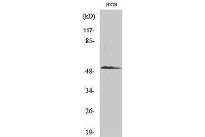 Western Blotting (WB) image for anti-SMAD, Mothers Against DPP Homolog 3 (SMAD3) (Ser807) antibody (ABIN3186992) (SMAD3 antibody  (Ser807))