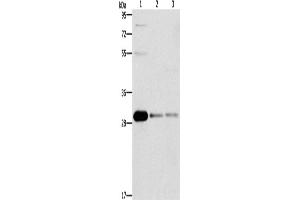 Western Blotting (WB) image for anti-B-Cell CLL/lymphoma 10 (BCL10) antibody (ABIN2429611) (BCL10 antibody)