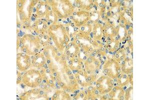Immunohistochemistry of paraffin-embedded Mouse kidney using MOCS3 Polyclonal Antibody at dilution of 1:100 (40x lens). (MOCS3 antibody)
