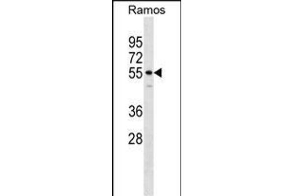 IQCB1 antibody  (AA 384-411)