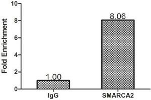 Chromatin Immunoprecipitation Hela (1. (SMARCA2 antibody  (AA 700-1216))