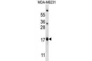 Western Blotting (WB) image for anti-Pleckstrin Homology-Like Domain, Family A, Member 2 (PHLDA2) antibody (ABIN2998034) (PHLDA2 antibody)