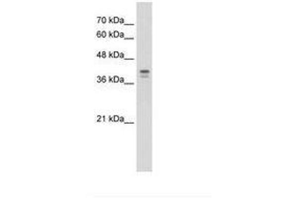 LOR antibody  (AA 58-107)