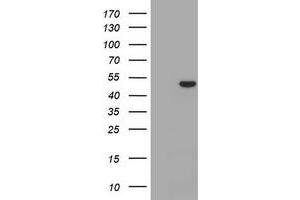 Image no. 1 for anti-CD4 (CD4) antibody (ABIN1497298) (CD4 antibody)