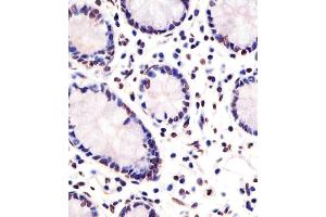 (ABIN6242319 and ABIN6578305) staining FEV in human small intestine sections by Immunohistochemistry (IHC-P - paraformaldehyde-fixed, paraffin-embedded sections). (FEV antibody  (AA 17-49))