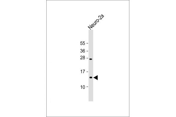 EIF1 anticorps  (AA 31-61)