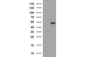 Image no. 1 for anti-CD4 (CD4) antibody (ABIN1497301) (CD4 antibody)