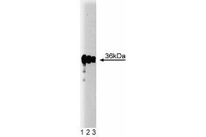 Western blot analysis of PP2A Catalytic alpha on A431 lysate. (PP2A Catalytic alpha (AA 153-309) antibody)