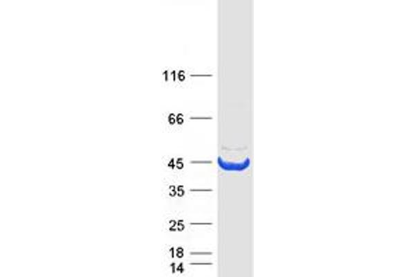 ADH1B Protein (Myc-DYKDDDDK Tag)