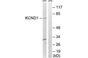 Western blot analysis of extracts from NIH-3T3 cells, using KCND1 Antibody. (KCND1 antibody  (AA 558-607))