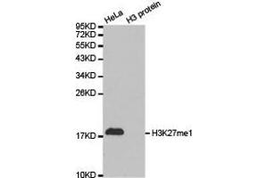 Western Blotting (WB) image for anti-Histone 3 (H3) (H3K27me) antibody (ABIN1873000) (Histone 3 antibody  (H3K27me))