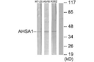Western blot analysis of extracts from HT-29 cells, A549 cells and K562 cells, using AHSA1 antibody. (AHSA1 antibody)