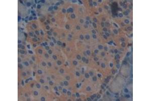 IHC-P analysis of Rat Tissue, with DAB staining. (LCN12 antibody  (AA 21-109, AA 151-182))