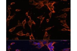 Immunofluorescence analysis of NIH-3T3 cells using USP36 Polyclonal Antibody at dilution of 1:100 (40x lens). (USP36 antibody)