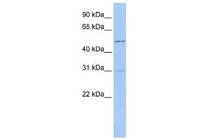 ERMAP antibody used at 1 ug/ml to detect target protein. (ERMAP antibody)