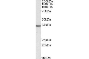 Western Blotting (WB) image for Dimethylarginine Dimethylaminohydrolase 1 (DDAH1) peptide (ABIN370482) (Dimethylarginine Dimethylaminohydrolase 1 (DDAH1) Peptide)