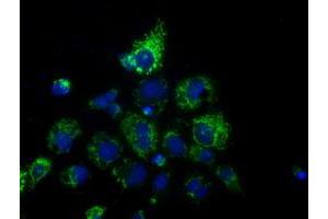 Anti-HIBCH mouse monoclonal antibody (ABIN2453126) immunofluorescent staining of COS7 cells transiently transfected by pCMV6-ENTRY HIBCH (RC209814). (HIBCH antibody)