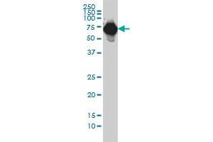 AFP monoclonal antibody (M01), clone 1G7 Western Blot analysis of AFP expression in HepG2 . (alpha Fetoprotein antibody  (AA 500-609))