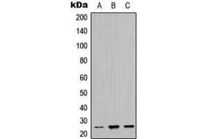 Western blot analysis of MASH1 expression in SKNSH (A), NIH3T3 (B), H9C2 (C) whole cell lysates. (ASCL1 antibody  (Center))