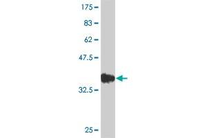 Western Blot detection against Immunogen (36. (SMAD6 antibody  (AA 285-384))