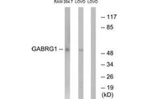 Western blot analysis of extracts from LOVO/RAW264. (GABRg1 antibody  (AA 11-60))