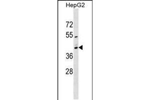 Western blot analysis in HepG2 cell line lysates (35ug/lane). (MRPS2 antibody  (N-Term))