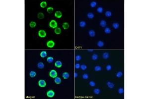 Immunofluorescence staining of U937 cells using anti-CD20 antibody 18B12. (Recombinant CD20 antibody)