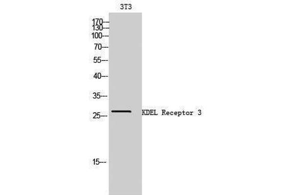KDELR3 antibody  (Internal Region)