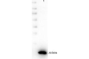 Western Blot of recombinant PARP1 with Rabbit anti-PARP1 (internal) antibody. (PARP1 antibody  (C-Term))