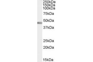 Western Blotting (WB) image for anti-Pancreas Specific Transcription Factor, 1a (PTF1A) (AA 283-293) antibody (ABIN291359) (PTF1A antibody  (AA 283-293))