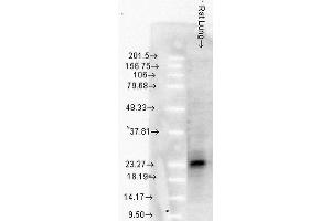 Western Blot analysis of Rat Lung tissue lysates showing detection of Hsp27 protein using Mouse Anti-Hsp27 Monoclonal Antibody, Clone 8A7 . (HSP27 antibody  (Biotin))