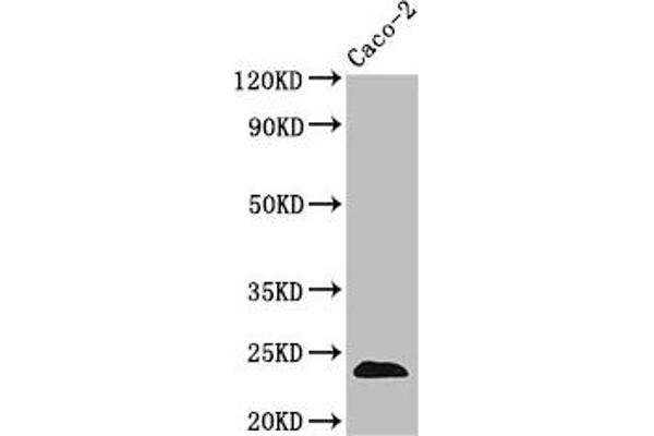 Claudin 3 antibody  (AA 181-220)