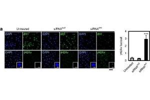 dH1 depletion induces DNA damage. (Histone H2A Variant (HIS2AV) (Internal Region), (pSer137) antibody)