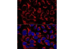 Confocal immunofluorescence analysis of U2OS cells using OCI Polyclonal Antibody  at dilution of 1:100. (OCIAD1 antibody  (AA 1-245))