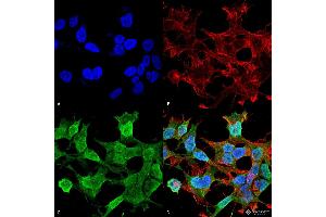 Immunocytochemistry/Immunofluorescence analysis using Mouse Anti-Neuroligin 1 Monoclonal Antibody, Clone S97A-31 . (Neuroligin 1 antibody  (AA 718-843))