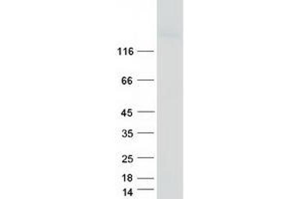 ITGA8 Protein (Myc-DYKDDDDK Tag)