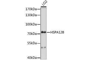 Western blot analysis of extracts of LO2 cells, using HSPA12B antibody (ABIN6294027) at 1:1000 dilution. (HSPA12B antibody)