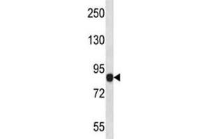 NLRP6antibody western blot analysis in human placenta tissue lysate. (NLRP6 antibody  (AA 168-197))