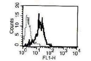 A typical staining pattern of NK-L cell line with the B-D49 monoclonal antibody (CD94 antibody)